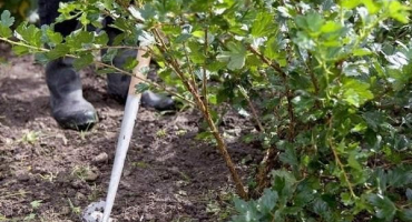 Čím lépe angrešt krmit, jak jej správně zalévat v létě a na podzim